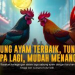 Rahasia Jenis Ayam Bangkok di Sabung Ayam SV388