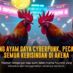 Ayam Bangkok: Raja Tarung Sabung Ayam Online SV388