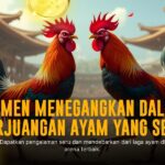 Mengenal Ayam Bangkok: Raja Sabung Ayam Penuh Taruhan Menarik
