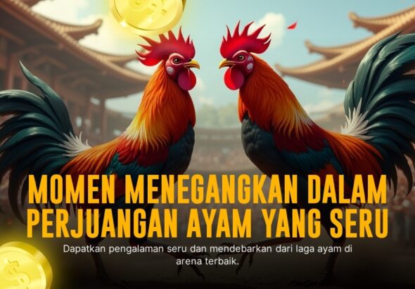 Mengenal Ayam Bangkok: Raja Sabung Ayam Penuh Taruhan Menarik