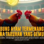 Mengenal Ayam Bangkok: Raja Sabung Ayam yang Tak Tertandingi
