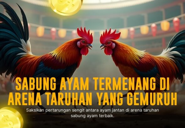 Mengenal Ayam Bangkok: Raja Sabung Ayam yang Tak Tertandingi