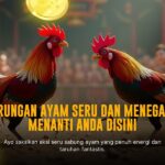 Keunggulan Ayam Bangkok Dalam Sabung Ayam Online SV388