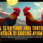Ketahui Detail Jenis Ayam Bangkok untuk Sabung Ayam SV388