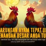 Mengenal Jenis Ayam Bangkok dalam Sabung Ayam SV388