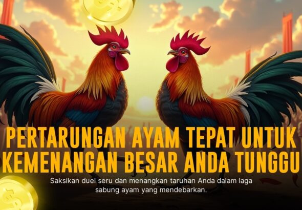 Mengenal Jenis Ayam Bangkok dalam Sabung Ayam SV388