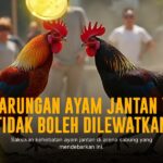 Strategi Jitu Bermain Sabung Ayam SV388 untuk Menang Besar