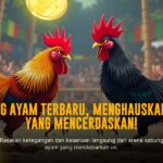 Rahasia Sabung Ayam SV388: Jenis Ayam Aduan Paling Populer